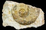 Ammonite Fossil - Boulemane, Morocco #122424-1
